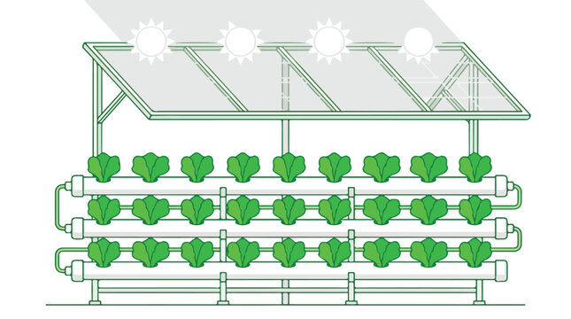 Minimalist vector illustration of bright green lettuce in white hydroponic tubes positioned beneath a transparent solar roof structure. Laboratory clean aesthetic. Limited green and white color