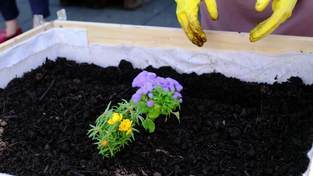City Sustainability, Hands in yellow gloves plant flowers in wooden crates on city rooftop. Urban gardening community grows herbs and vegetables like mint and tomatoes in sustainable environment.