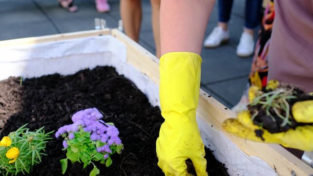 City Sustainability, Hands in yellow gloves plant flowers in wooden crates on city rooftop. Urban gardening community grows herbs and vegetables like mint and tomatoes in sustainable environment.