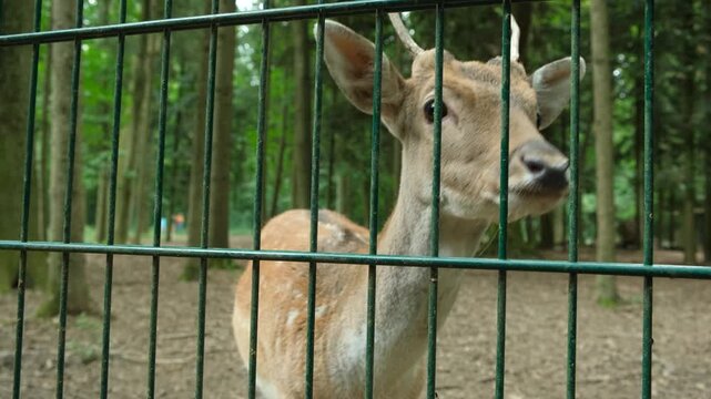 Funny portrait of a young fallow deer chewing food behind a fence