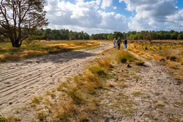 Obraz premium A family walks along a wide sandy path through an open heath and woodland area in the Loonse and Drunense Duinen near Kaatsheuvel