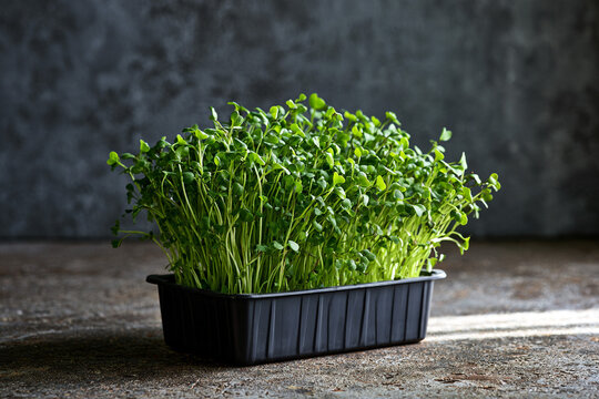 A rectangular black plastic container of fresh green microgreens stands on a textured grey concrete surface.