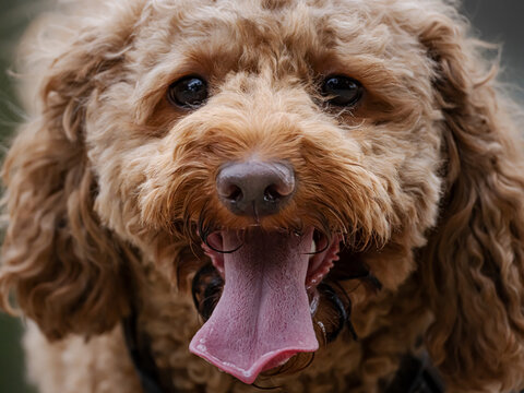 Cavoodle