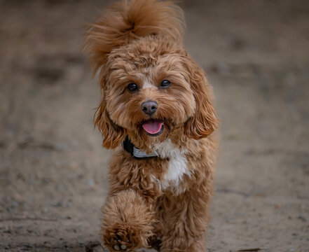 Cavoodle