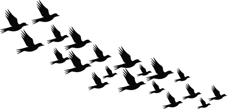 A flock of birds flying in a formation, black silhouettes of birds isolated on a white background, migratory bird group, avian wildlife