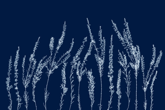 Beautiful vintage cyanotype style illustration of pressed heather flowers and calluna vulgaris silhouettes on a smooth deep prussian blue background