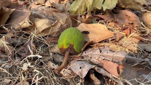 Horizontal view of fallen breadfruit on dry withered leaves ground