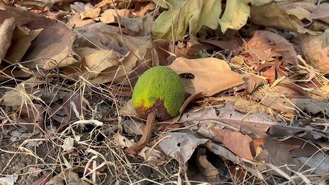 Fallen breadfruit on dry autumn leaves ground close up