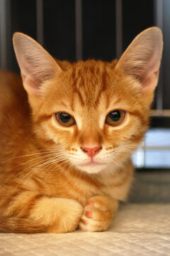 A small orange tabby cat with bright eyes rests comfortably. Its fur is striped, and it has large ears and a curious expression.