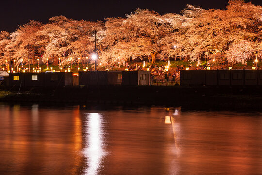 日本の風景・春　さくら名所100選　宮城　白石川堤一目千本桜　夜桜ライトアップ