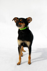 A small black and brown dog stands on a white background. The dog has a short coat and wears a green collar. It has large ears and a confident posture. © Nadezhda Zaitceva