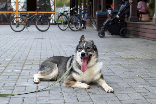 A small, gray and white corgi lies on a paved surface, panting. Bicycles and a stroller are visible in the background, indicating a lively outdoor setting.