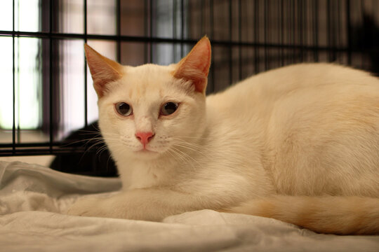 A white domestic cat with blue eyes rests on a soft surface inside a cage. The cat has a calm expression and is surrounded by a cozy environment.