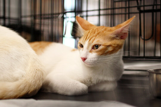 A domestic cat with orange and white fur rests on a surface inside a cage. The cat has a calm expression and is looking slightly to the side.