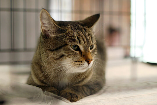 A close-up of a domestic tabby cat with brown and black stripes. The cat has green eyes and is resting in a cage. The background is blurred.