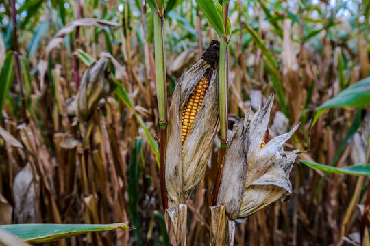 Reife Maiskolben in einem Feld w&auml;hrend des Erntezeitraums