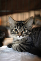 A close-up of a tabby cat with striking green eyes. The cat has a soft, striped coat and is resting on a light surface, surrounded by a blurred background. © Nadezhda Zaitceva