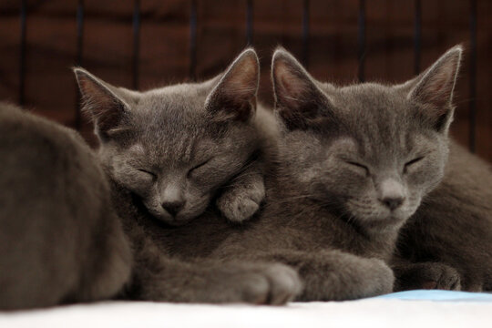 Two gray kittens sleeping closely together. Their fur is soft and plush. The background is blurred, emphasizing their peaceful expressions.