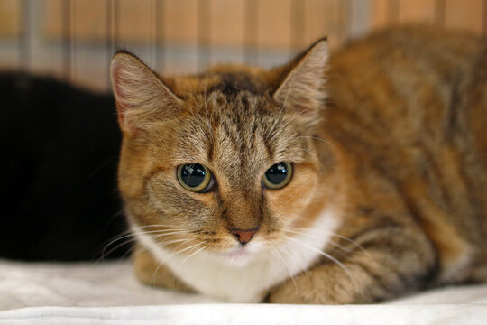 A close-up of a domestic tabby cat with orange and brown fur, lying on a white surface. The cat has large green eyes and a calm expression.
