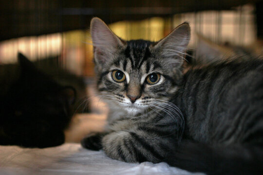 A small gray tabby kitten with striking eyes rests on a white surface. The background features a blurred dark cat, creating a cozy atmosphere.