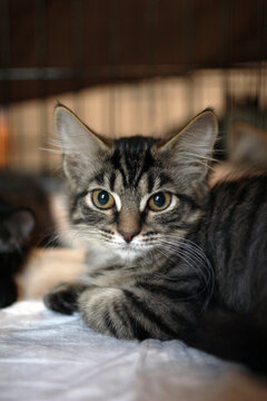 A close-up of a tabby cat with striking green eyes. The cat has a soft, striped coat and is resting on a light surface, surrounded by a blurred background.