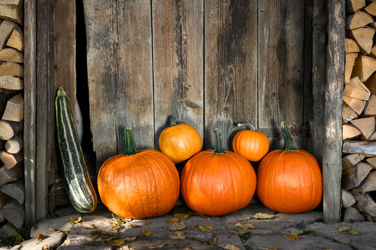 Harvest of orange pumpkins in a wicker garden basket near old wooden barn door on a village courtyard. Cozy country scene shown in festive fall setup for Halloween or Thanksgiving holiday