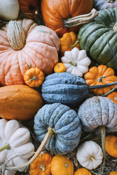Close-up of assorted pumpkins in various shapes and autumn colors. Seasonal display perfect for fall harvest, Thanksgiving table, or Halloween background