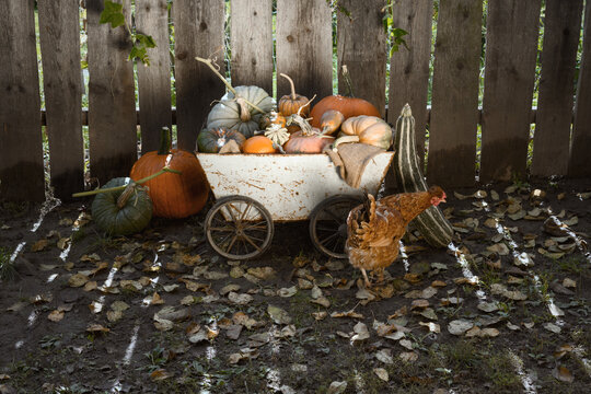 Decorative cart with pumpkins and hen in rustic backyard setting. Autumn farmhouse scene with squash and seasonal countryside styling