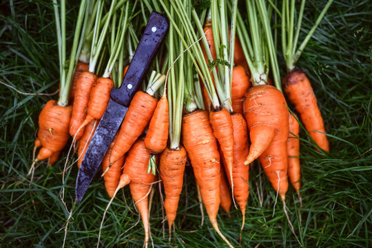 Carrots with green tops arranged on grass outdoors. Freshly pulled vegetables from garden harvest