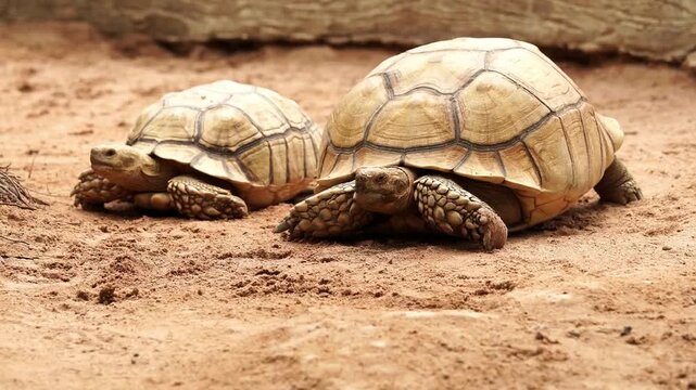 Two tortoises on sandy ground, with one slowly walking toward the left side of the frame while the other turns its head and watches. Natural reptile behavior captured in a close-up outdoor setting.