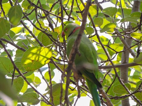 Rose-ringed parakeet perched on a tree branch among green leaves