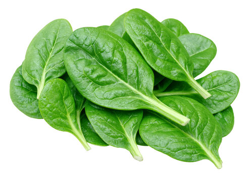 Fresh green spinach leaves on isolated background