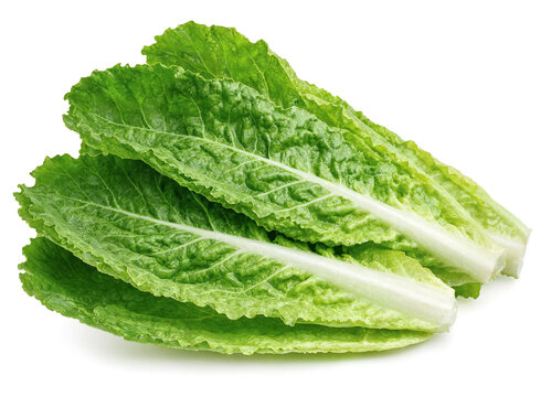 Romaine Lettuce Leaf Isolated on White Background.