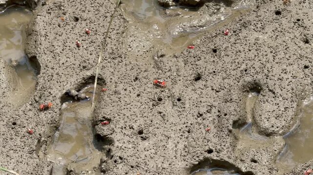 Red Fiddler Crabs on Muddy Mangrove Shore in the Sundarbans, Bangladesh