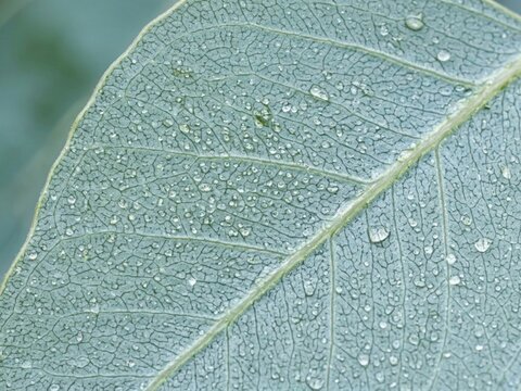 Close up of green leaf surface with water droplets.
