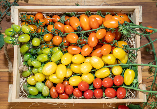 Fresh Colorful premium cherry tomatoes in red, yellow, orange and green tones filling the frame, fresh organic produce concept for healthy eating, vegan diet and farm to table food on wooden table.