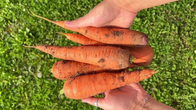 Hands presenting freshly picked orange carrots over green grass, organic farming, summer harvest, healthy lifestyle.