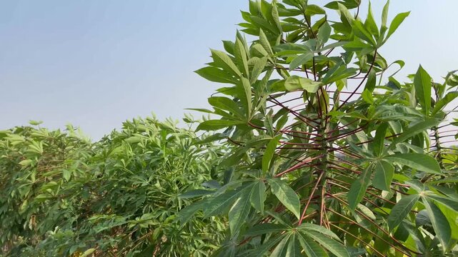 Fresh cassava tree leaves waving in the wind