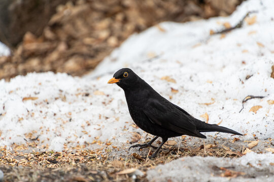 Eine Amsel im Schnee