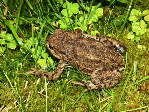 Common toad Bufo bufo sitting on green moss and grass
