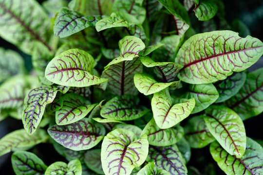 K&uuml;chenkr&auml;uter und Gew&uuml;rze aus dem eigenen Garten