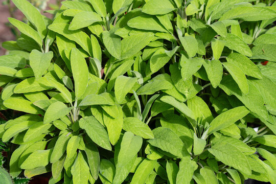 K&uuml;chenkr&auml;uter und Gew&uuml;rze aus dem eigenen Garten