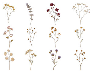 Obraz premium PNG collage of assorted dried flower sprigs and bouquets on transparent background