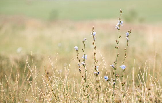 Blue wildflowers in summer meadow with copy space