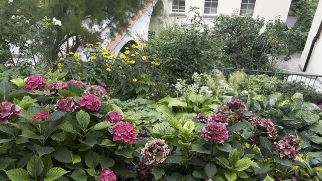 Red hydrangeas growing beside a historic house in late summer, with lush foliage and warm seasonal light