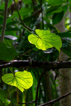 Sunlight filters through two heart-shaped leaves in a jungle, Baa Atoll, Soneva Fushi, Maldives