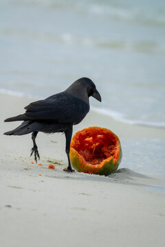 A crow stands beside a hollowed papaya rind on the shore, Baa Atoll, Soneva Fushi, Maldives