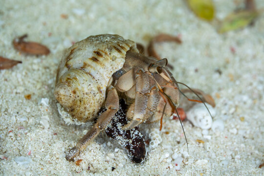 A hermit crab feeds while resting in the sand on a beach, Baa Atoll, Soneva Fushi, Maldives