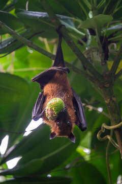 A fruit bat hangs from a branch while eating a piece of fruit, Baa Atoll, Soneva Fushi, Maldives