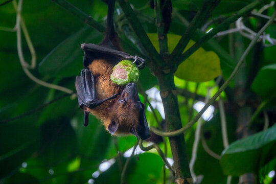 A fruit bat wraps its wings around itself while feeding on fruit in a tree, Baa Atoll, Soneva Fushi, Maldives